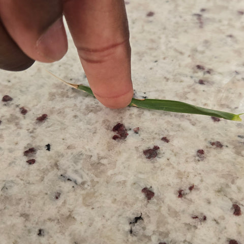 Touchable Grass- For indoor ambidextrous use
