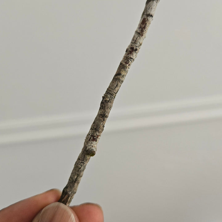 Bigger Stick – Backyard Edition (Tariff-Free, Palm-Sized, Surprisingly Healthy)